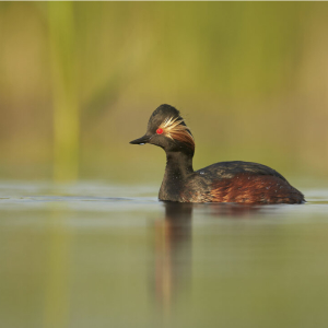Wirral Bird Club - “By River & Sea” - Mark Sisson