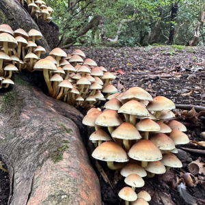 Autumn Fungi Walks