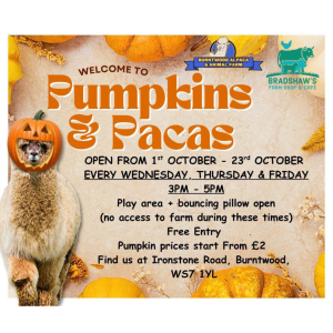 🎃🦙 Pumpkins & Pacas at Burntwood Alpaca and Animal Experiences 🦙 🎃