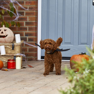 No tricks, just treats: here’s how to get fang-tastic freebies in Tamworth this Halloween
