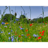 La Mare Meadow In Bloom