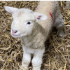 Lambing Festival at Park Hall Farm – A Family Farming Experience