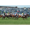Dingley Races (Point to Point) - 2026