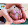 Needle Felted Pets Workshop