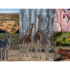 Heart of Africa at Chester Zoo