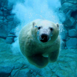 Polar Bear Swim