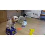 Junior and Behavioural Dog Training Classes in Walsall