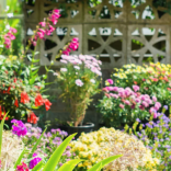 In Conversation with... Garden Experts