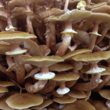 Warlingham Foraging Courses with Wild Food UK