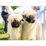 Devon County Show - Westpoint Arena