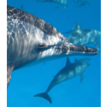 Yacht Yoga & Dolphins Holiday