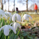Snowdrop Days