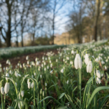 Snowdrop Sundays 1st, 8th, 15th February.  10.00 - 15.00