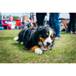 Severn Hospice Charity Dog Show 2026