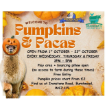 🎃🦙 Pumpkins & Pacas at Burntwood Alpaca and Animal Experiences 🦙 🎃
