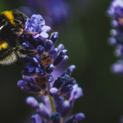 Princesshay City Bee and Rooftop Garden Tours  