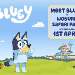 Come and meet Bluey at Woburn Safari Park on 1st April!