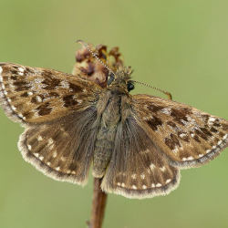 A FREE Guided butterfly Walk at Aston Upthorpe , led by Peter Philp.