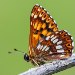A FREE Guided butterfly Walk at Ivinghoe Beacon , led by Steph Rodgers.