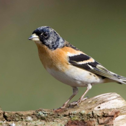 Wirral Bird Club - "A Garden for Birds" - Keith Offord
