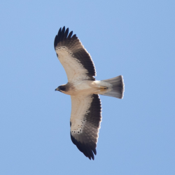 Wirral Bird Club - "Tarifa - Gateway to Africa" - Paul Hill