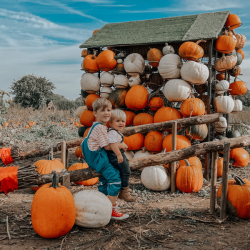 PYO Pumpkins & Halloween Maze Lewes