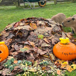 October Half Term and Halloween at Woburn Safari Park!