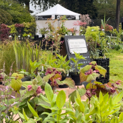  The Plant Fair Roadshow at Ramster Garden