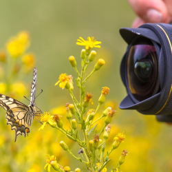 Summer Blooms Photography Workshop with Molly Hollman
