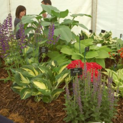 Hertfordshire Garden Show