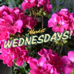 Wednesday Market's