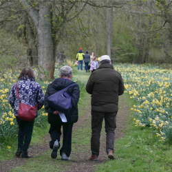 Daffodil Sunday - 6th April 25