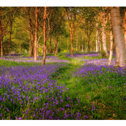Spring forest bathing