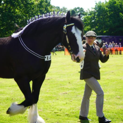 Heavy Horse and Country Show
