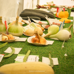 The Great Middleton Park Show 2025