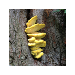 Eastnor Castle Foraging Courses with Wild Food UK 