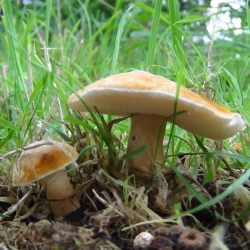 Foraging Courses at Elmdon Park, with Wild Food UK