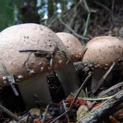Foraging Courses at Castle Bromwich Gardens, with Wild Food UK