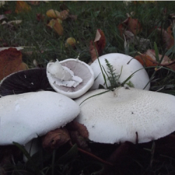 Cumbria Foraging Course at Acorn Bank, with Wild Food UK
