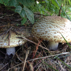 Bitts Park 'thrifty' Foraging Courses, with Wild Food UK.