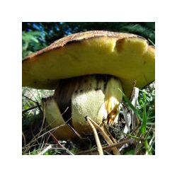 Eden Valley Glamping Autumn Foraging Courses, Cumbria