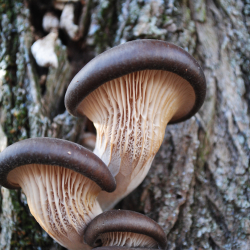 Autumn Foraging Course at Hutton in the Forest, Cumbria