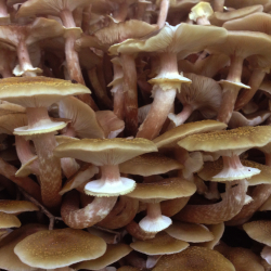 Warlingham Foraging Courses with Wild Food UK