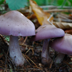 Tilgate Park Foraging Courses with Wild Food UK