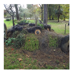 Bute Park 'Thrifty' Foraging courses with Wild Food UK