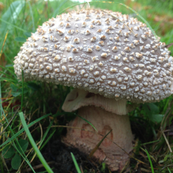Glynhir Estate Foraging Courses with Wild Food UK, Carmarthenshire.