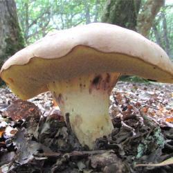 Foraging Courses in Ouzel Valley Park, with Wild Food UK.