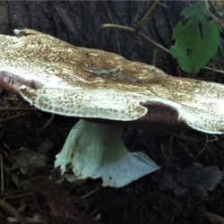 Cirencester Foraging Courses with Wild Food UK