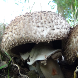 Notgrove Estate Foraging Courses with Wild Food UK