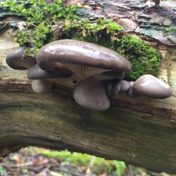 South Downs Foraging Courses, with Wild Food UK at QECP.
